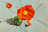 Mark (Rasher) Kavanagh, POPPIES