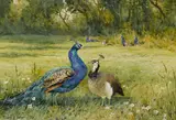 Mildred Anne Butler, PEACOCKS AT KILMURRY, COUNTY KILKENNY
