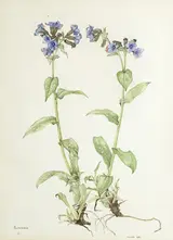 Wendy F. Walsh, PULMONARIA