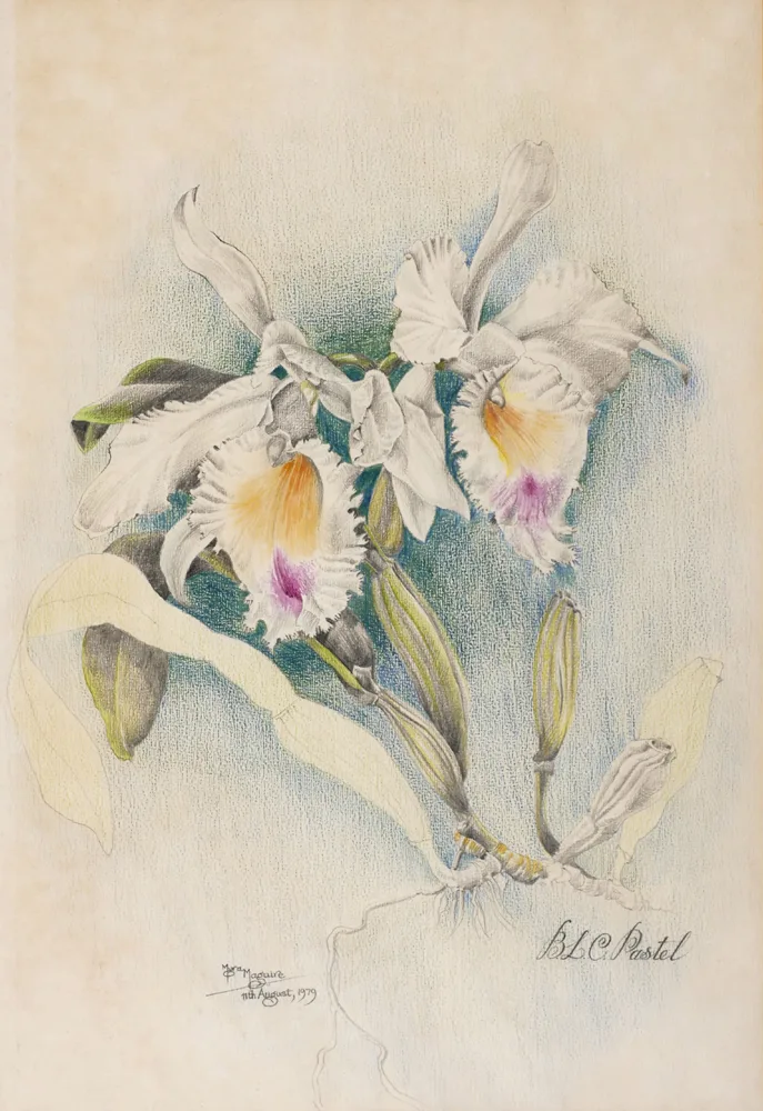 WHITE ORCHID by Myra Maguire, 1979, watercolour and pastel, offered Jul 2017