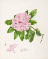 Wendy F. Walsh, RHODODENDRON II