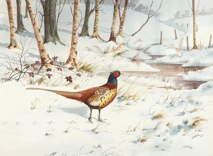 PHEASANT IN WINTER by Robert W. Milliken, watercolour with gouache, offered Mar 2015