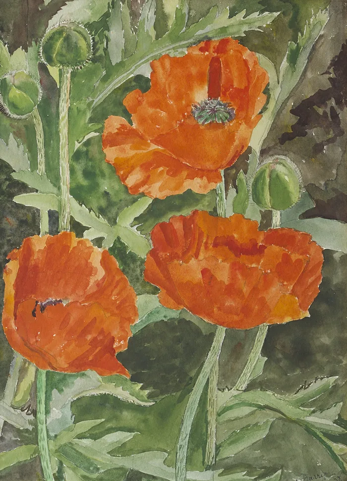 POPPIES by Moyra Barry, 1938, watercolour and pencil, sold Dec 2014