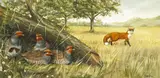 Julian Friers, FOX WITH BIRDS HIDING
