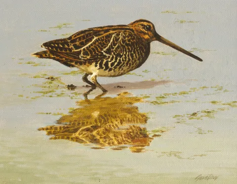 Roy Gaston, THE LITTLE GOAT [SNIPE], oil on board