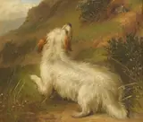 George Armfield, TERRIER and RETRIEVERS (A PAIR)