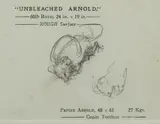 Mildred Anne Butler, COLLECTION OF 5 SKETCHES OF ANIMALS AND FIGURES