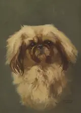 Anne Primrose Jury, PEKINGESE DOG