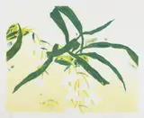 Elizabeth Blackadder, ORCHIDACEAE COELOGYNE CRISTATA