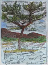 Brian Bourke, SCOTS PINE ON LIMESTONE