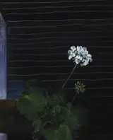 Jennifer Kingston, PELARGONIUMS