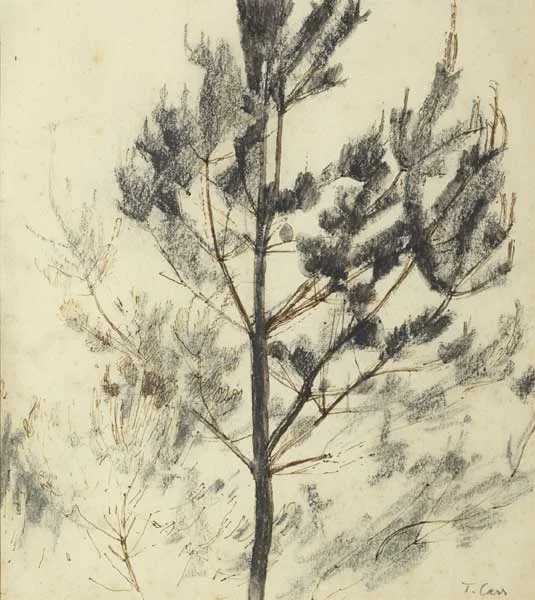 Tom Carr, PINE TREES, pen and ink with charcoal and watercolour on paper