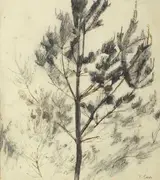 Tom Carr, PINE TREES