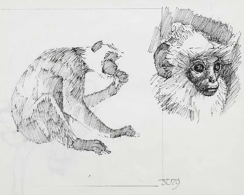 Cherith McKinstry, MONKEY (STUDY FOR CEILING OF GRAND OPERA HOUSE), 1979, ink