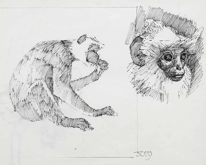 Cherith McKinstry, MONKEY (STUDY FOR CEILING OF GRAND OPERA HOUSE), 1979, ink