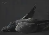 Hans Iten, STUDY OF A DEAD GAME BIRD