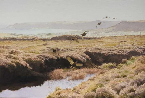 Roy Gaston, THE GROUSE ON GRUIG, watercolour