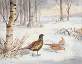Robert W. Milliken, PHEASANTS IN THE SNOW
