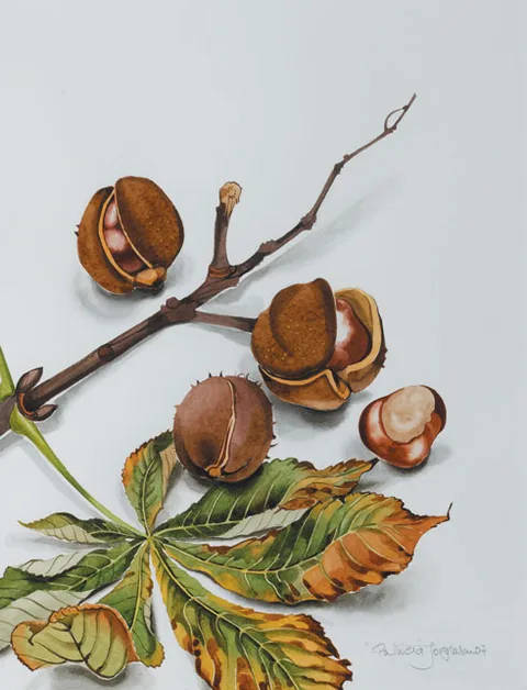 Patricia Jorgensen, HORSE CHESTNUTS, 2007, watercolour