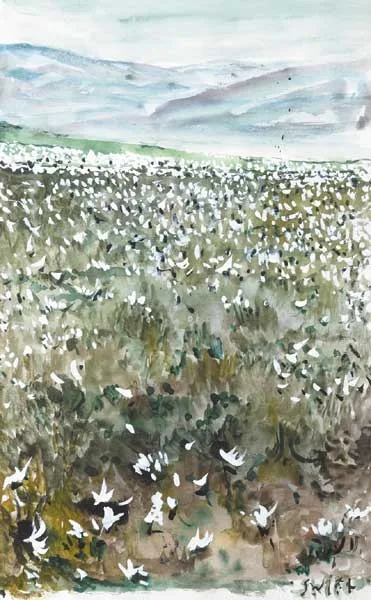 Patrick Swift, COTTON BOG, WICKLOW, watercolour