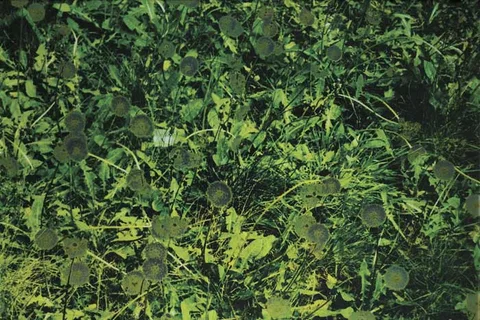 DANDELION by Anya Gallaccio, 1997, screenprint (limited edition of 95), offered Dec 2010