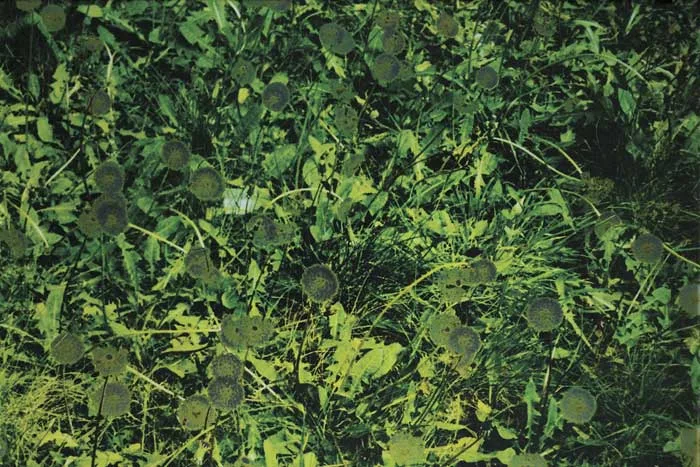 DANDELION by Anya Gallaccio, 1997, screenprint (limited edition of 95), offered Dec 2010