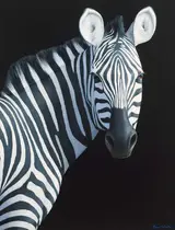 Brian McCarthy, ZEBRA