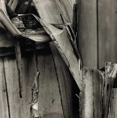 Amelia Stein, PALM HOUSE SERIES X, 2000, photograph on Ilford Paper (no. 1 from an edition of 20)
