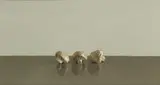 Comhghall Casey, THREE MUSHROOMS