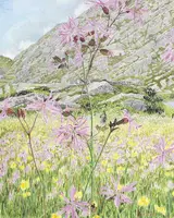 Tim Goulding, RAGGED ROBINS, BEARA, NEAR THE ALLIHIES, WEST CORK