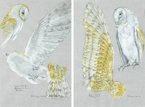 Philip Blythe, BARN OWLS, PORTAFERRY, CO DOWN, 1985 (A PAIR), pencil and watercolour on buff coloured paper