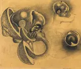 Donal O'Sullivan, EMBRYO WITH GAS MASK