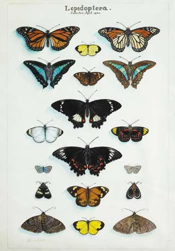 LEPIDOPTERA by Raymond McGrath, watercolour with pen and ink on paper, offered Dec 2007