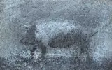 Ross Wilson, THE SWIFT PIG