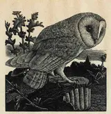 Charles Tunnicliffe, OWL