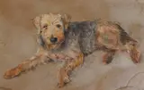Phoebe Donovan, AIREDALE TERRIER