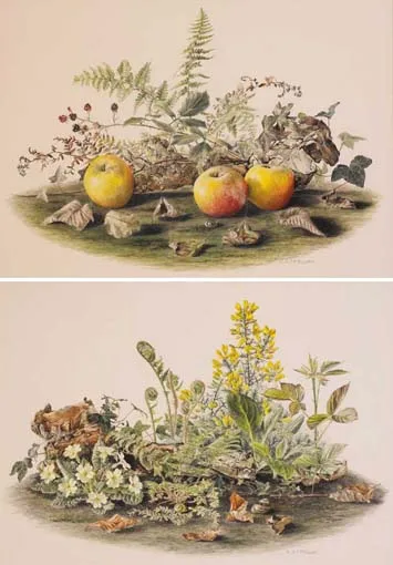 Elizabeth McEwan, PRIMROSES AND FERNS and APPLES AND BRAMBLE (A PAIR), watercolour