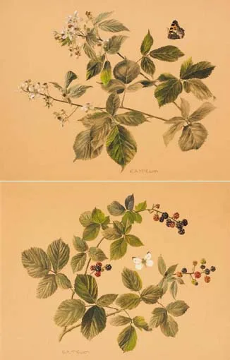 Elizabeth McEwan, BRAMBLE AND BUTTERFLIES (A PAIR), watercolour