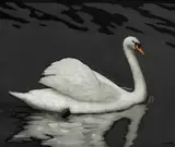 Stuart Morle, SWAN AT PORTOBELLO