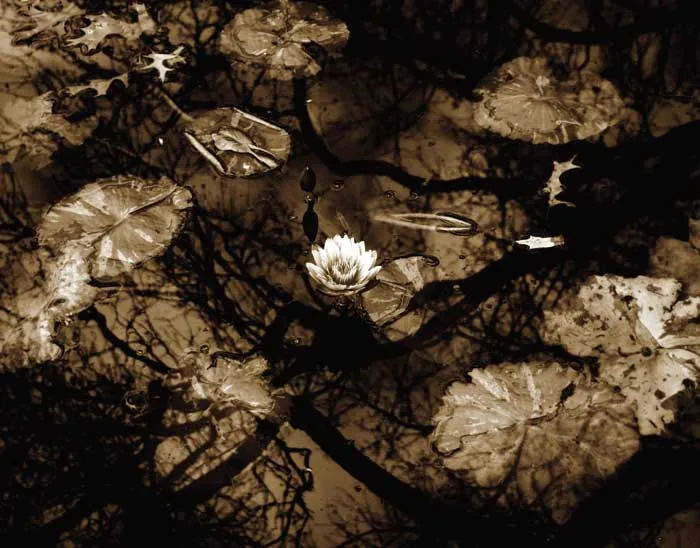 CENTRAL PARK by Stuart Morle, 2006, silver gelatin print, offered May 2007