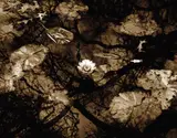 Stuart Morle, CENTRAL PARK
