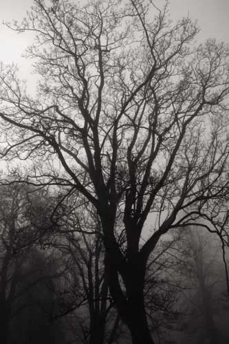 Nóirín Collins, PHOENIX PARK, 2007, silver gelatin print