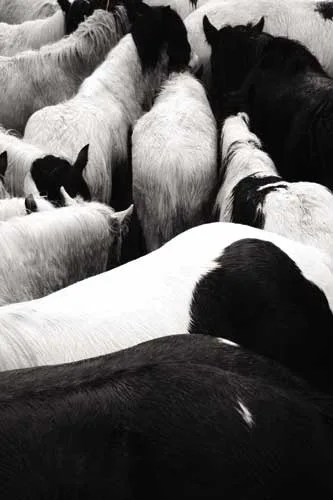 Nóirín Collins, HORSE FAIR, SMITHFIELD, 2007, silver gelatin print