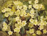 Geraldine O'Brien, PRIMROSES