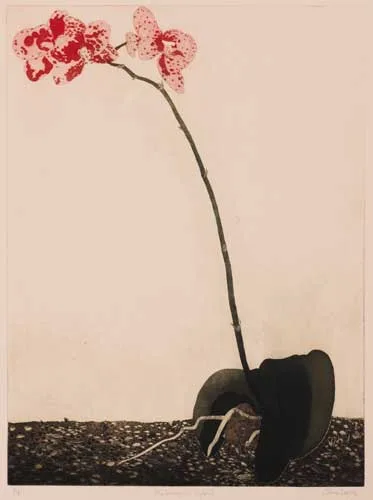 Cliona Doyle, PHALAENOPSIS HYBRID, etching (artist's proof)