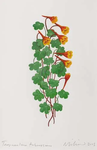 Ed Miliano, TROPAEOLUM TUBEROSUM, 2005, gouache