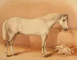 Robert Richard Scanlan, A DAPPLED GREY HUNTER IN A STABLE