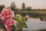 Patrick Hennessy, LAKE AND ROSES