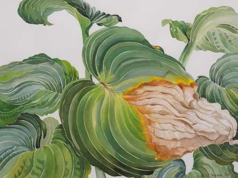 STREPTOCARPUS LEAVES by Patricia Jorgensen, watercolour over pencil, sold May 2006