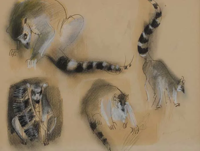 RACOON STUDIES by George Campbell, pencil with black and white chalks on tinted paper, sold Dec 2005